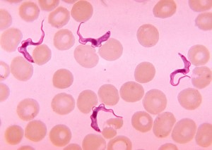 Trypanosoma_sp._PHIL_613_lores